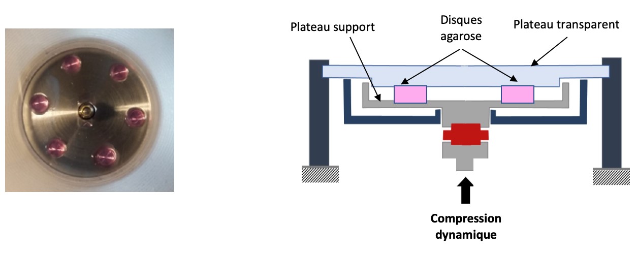 Plateaux de compression