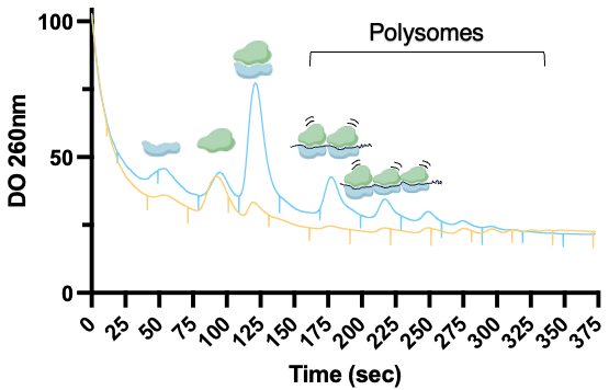 Polysomes profiling