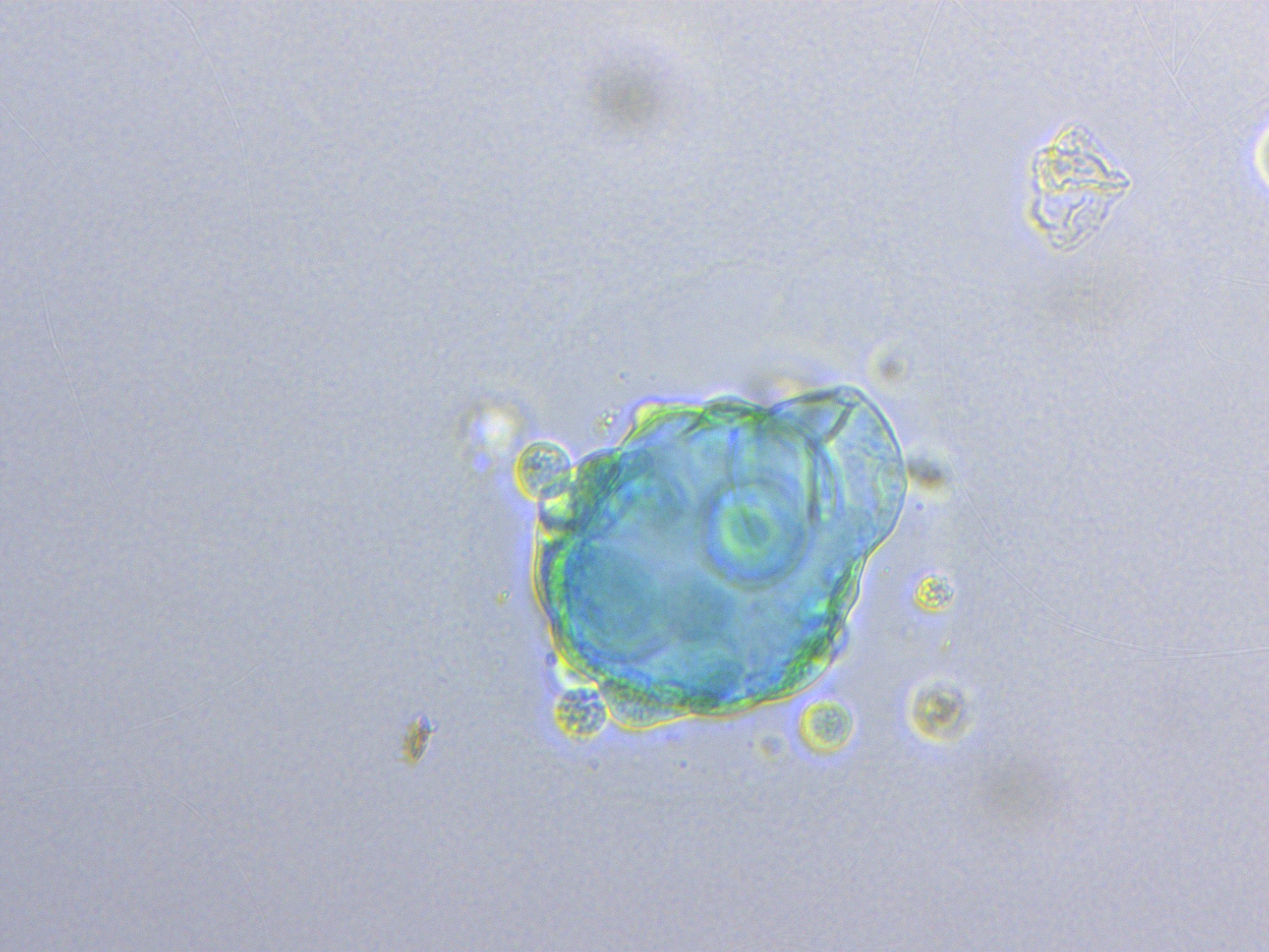 ß gal test on organoïds